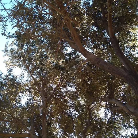 Vadi Alacati- Bungalow